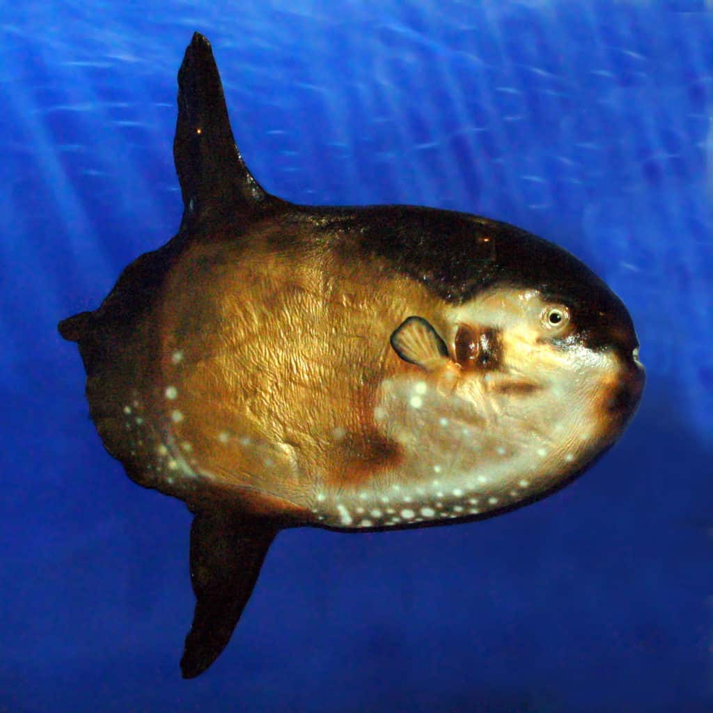 The heavy Sharptail Mola The heavy Sharptail Mola