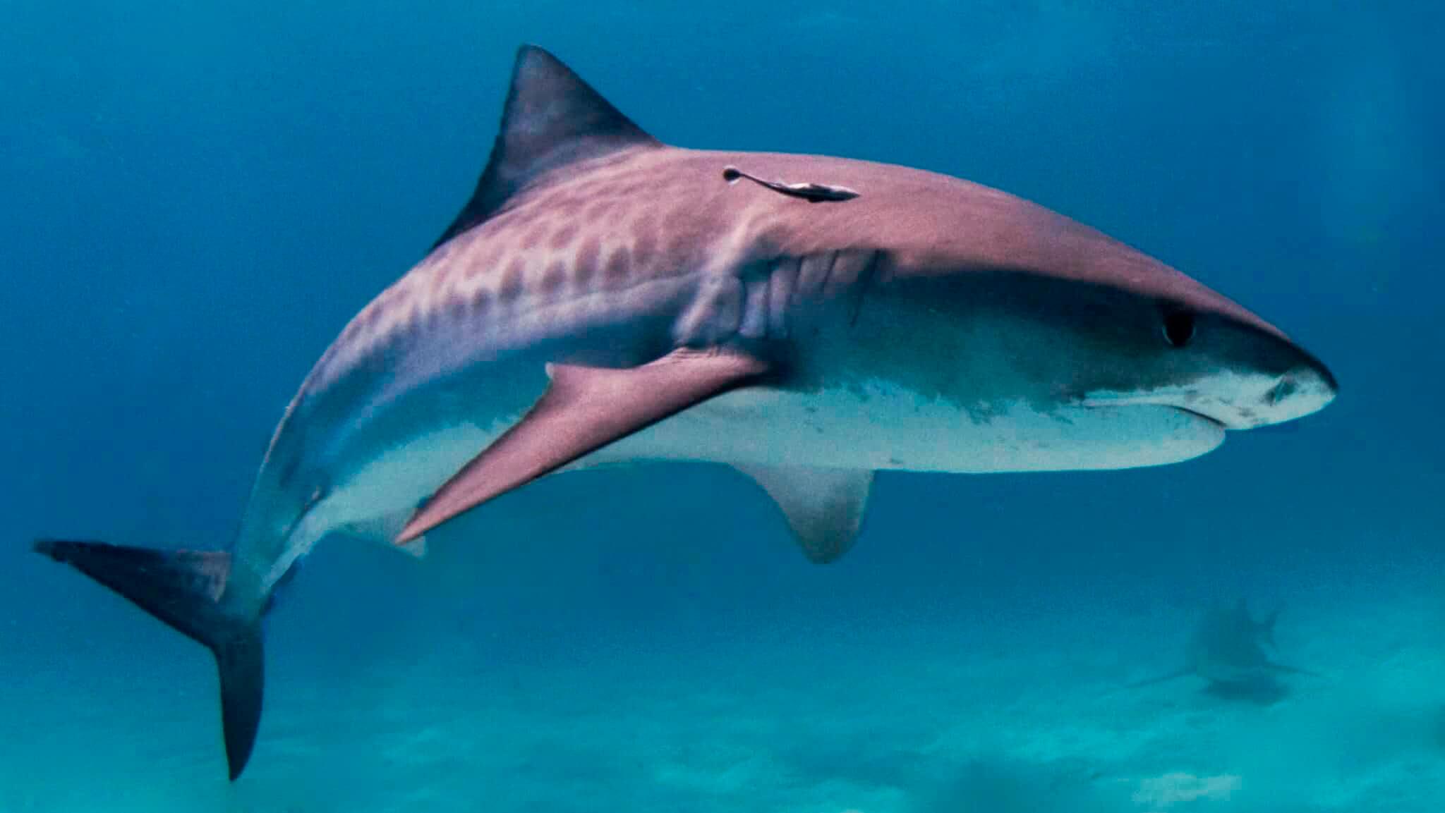 The large shark specifies: Tiger Shark The large shark specifies: Tiger Shark