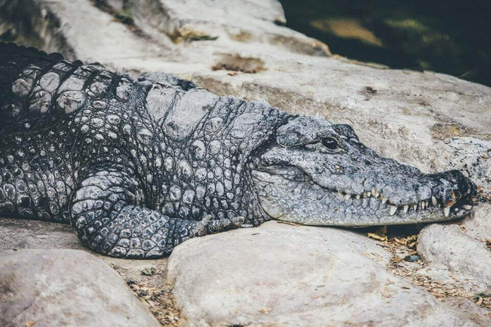 A Crocodile has a more aquatic lifestyle A Crocodile has a more aquatic lifestyle