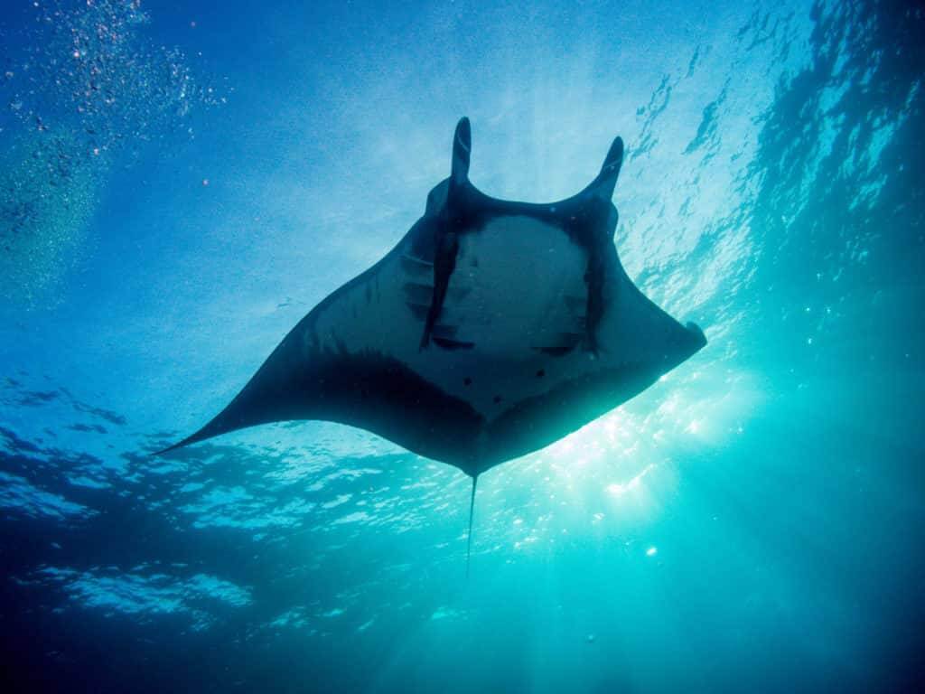 Giant Oceanic Manta Ray - largest ray in the world