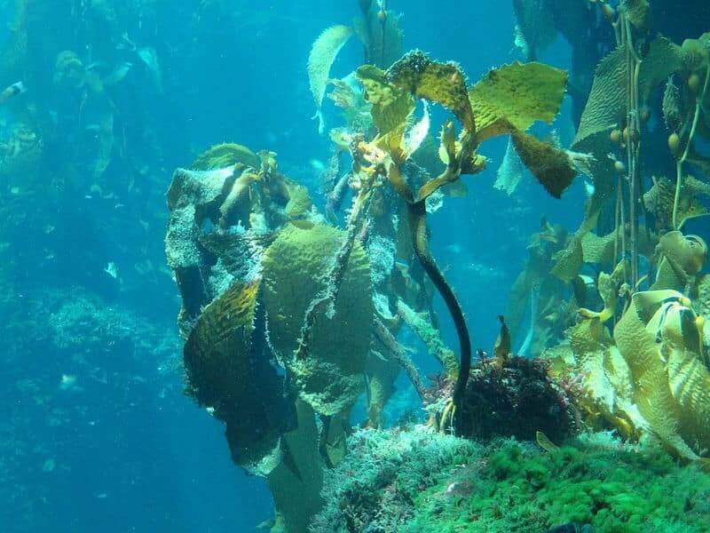 Kelp