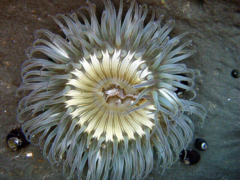 Sea Anemone