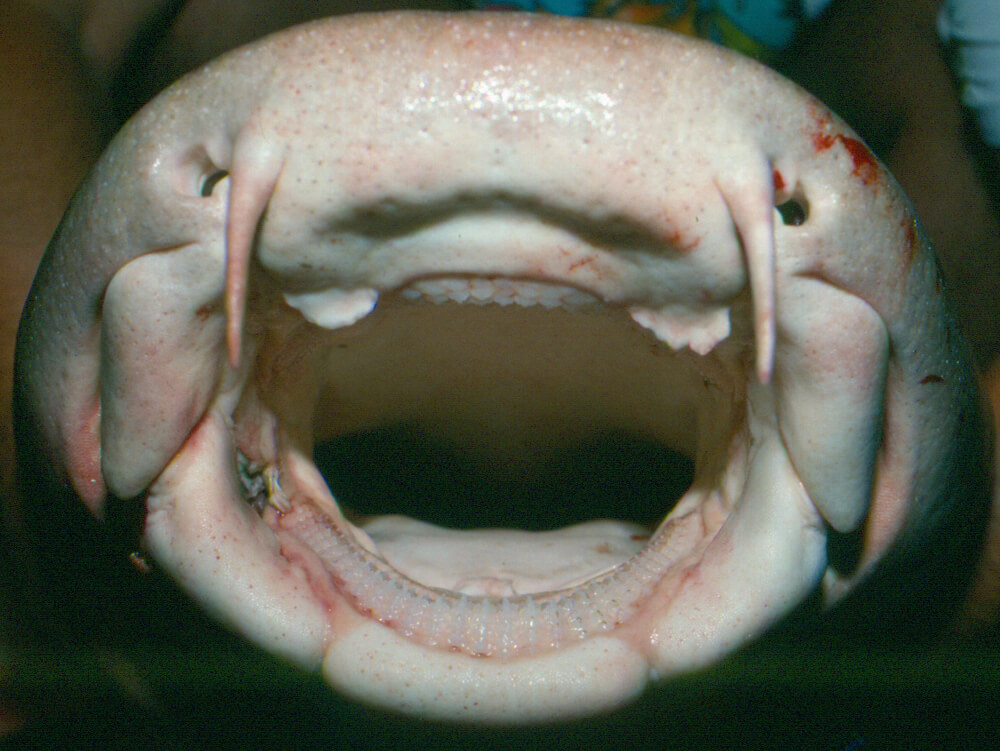 Nurse shark 3 They are opportunistic predators that feed primarily on small fish and invertebrates.