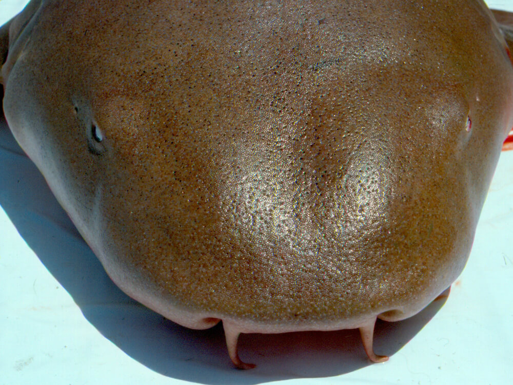 Nurse shark 2 Adult nurse sharks are brownish in color.