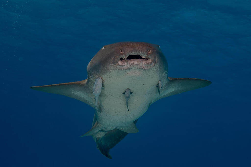 Nurse shark 1 The nurse shark has two rounded dorsal fins, rounded pectoral fins, an elongated caudal fin, and a broad head.