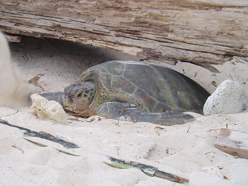 Green turtle 4 Female returning to the sea after nesting in redang island, malaysia