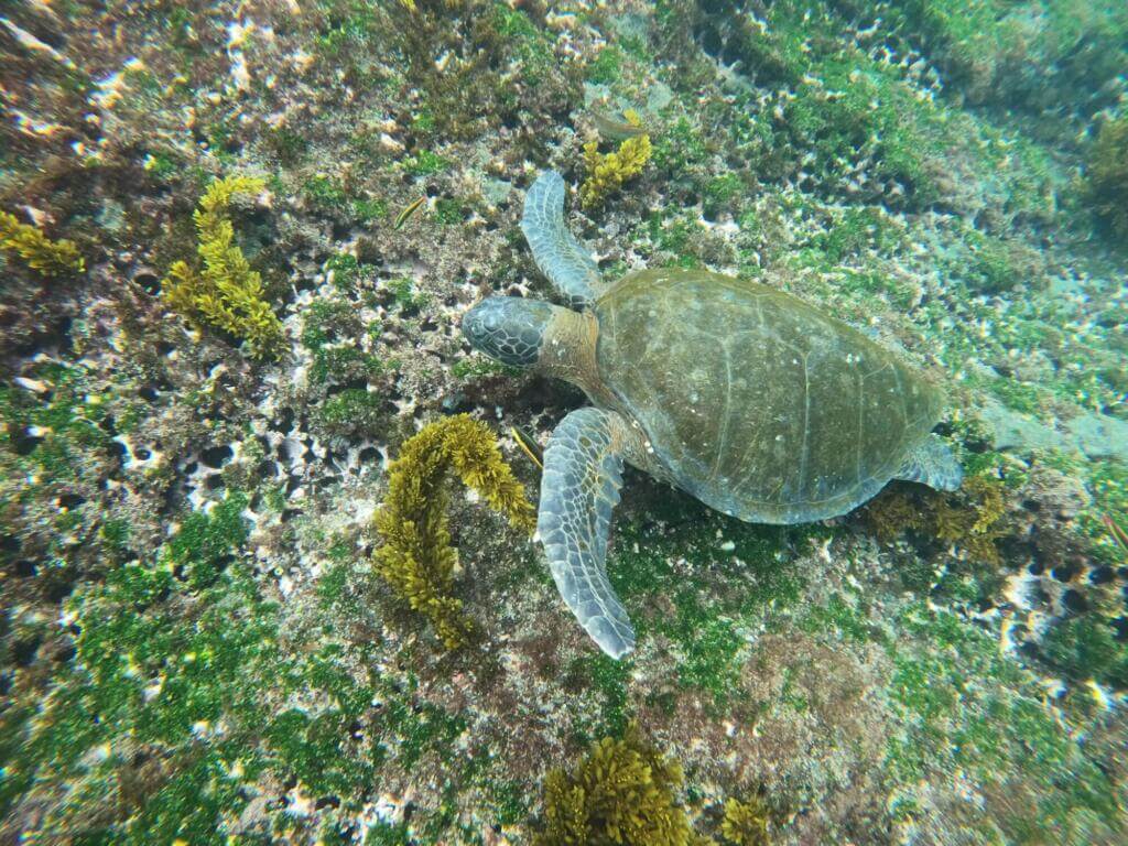 Green turtle 2 A green sea turtle swimming in the galapagos