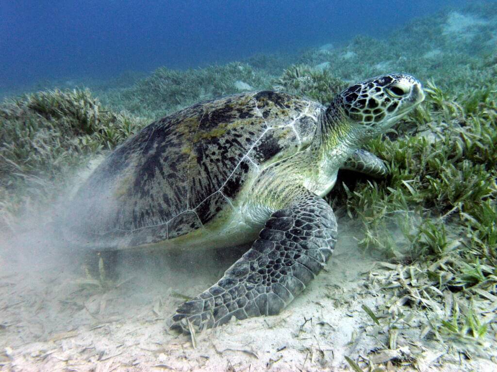 Green turtle 1 Green sea turtle (red sea, egypt)