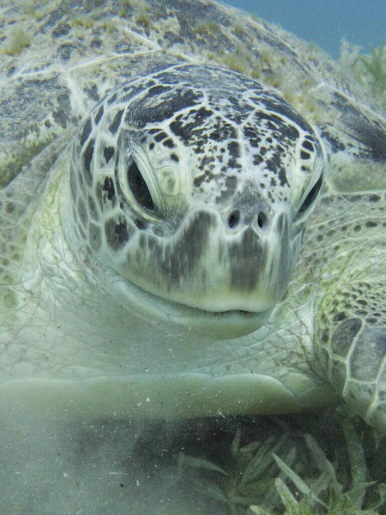 Green sea turtle [red sea, egypt]