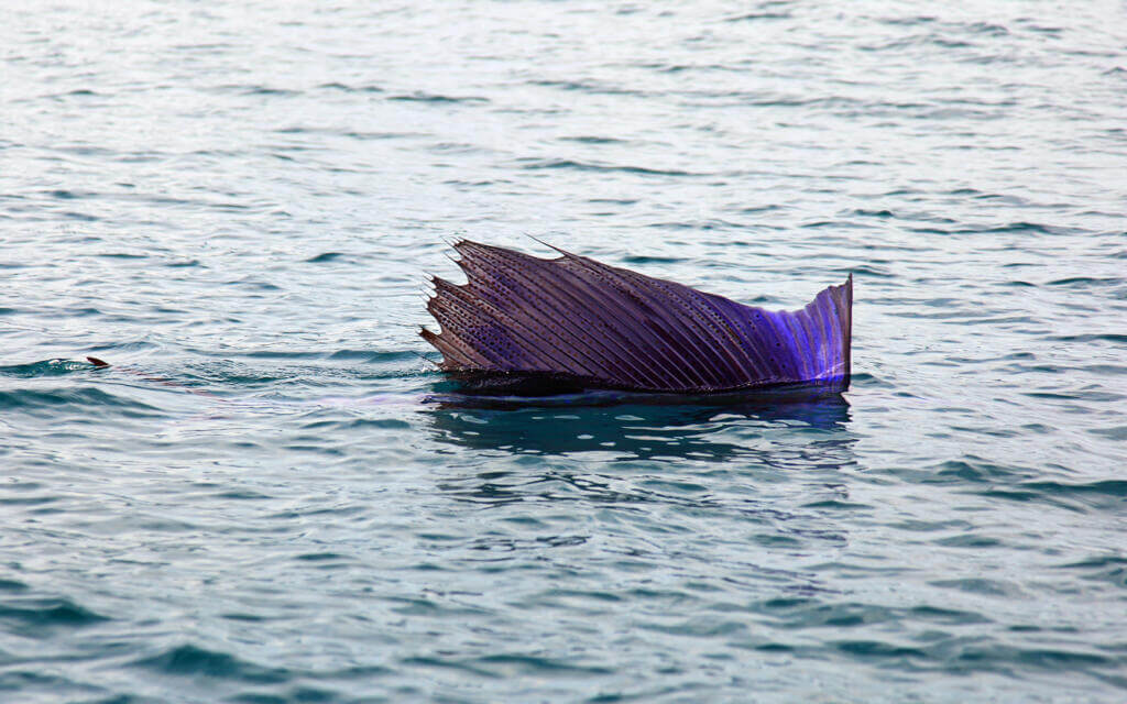 Sailfish 4 They have a characteristically large dorsal fin known as the sail,