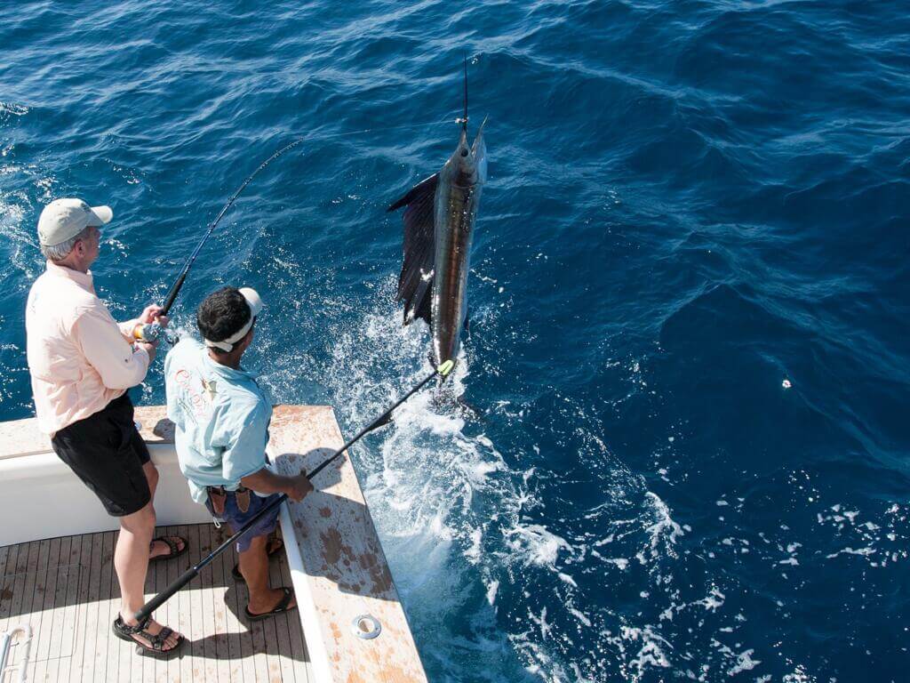Sailfish 5 When double or triple hookups occur, some sailfish are allowed to run from the boat on light drags to prevent tangles.