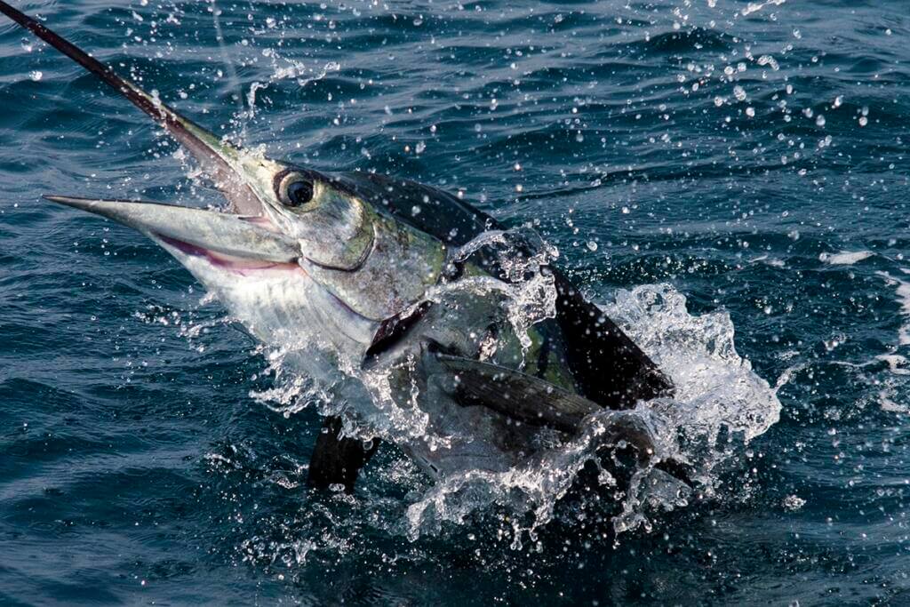 Sailfish 1 Their colors can range from browns and grays to purples and silver, and are often highlighted by iridescent blue stripes and silver dots