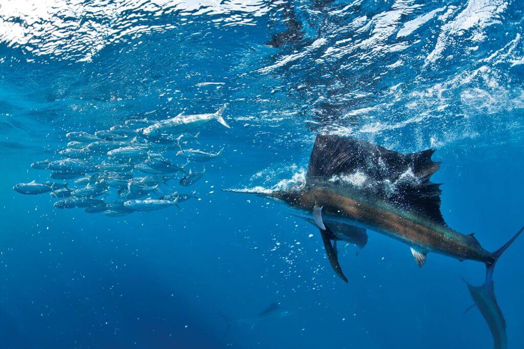 Sailfish 3 Sailfish are known to hunt schools of fishes.