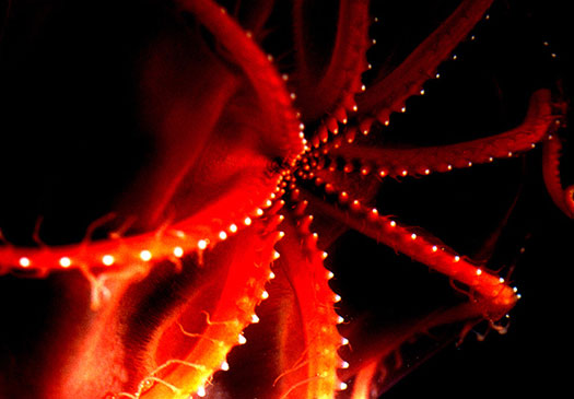 The suckers of a bioluminescent octopus vary in size and distance among males and females