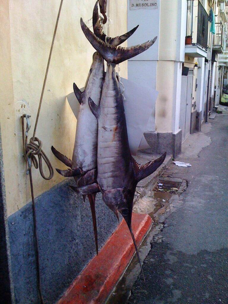 Swordfish caught Swordfish
