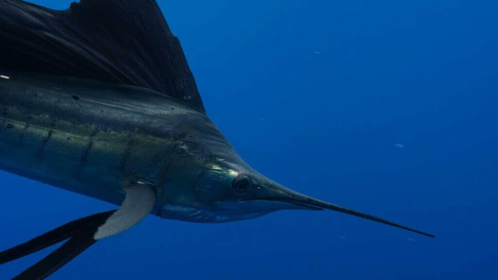 Swordfish 1 Swordfish are unique for their ability to survive in a range of temperatures worldwide - from tropical and temperate, to cold waters