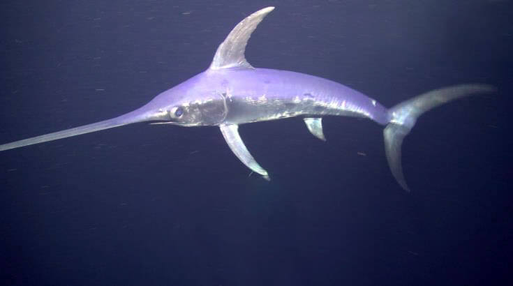 They have a specialized organ that heats their brain and eyes to enhance their vision in deeper, colder waters.