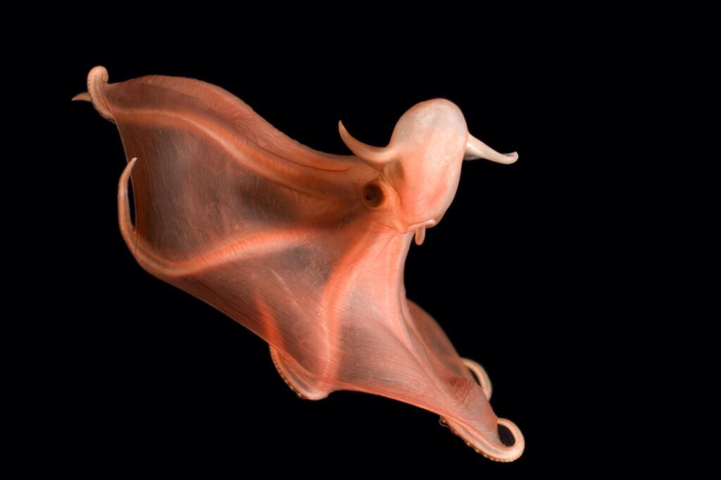 Along each arm of the bioluminescent octopus, chemical reactions trigger an array of blue-green lights that twinkle, pulse, and glow