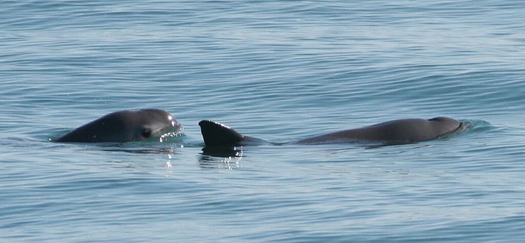 Two vaquitas swimming together Two vaquitas swimming together