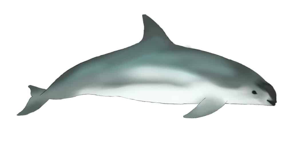 Vaquita drawing Vaquita drawing
