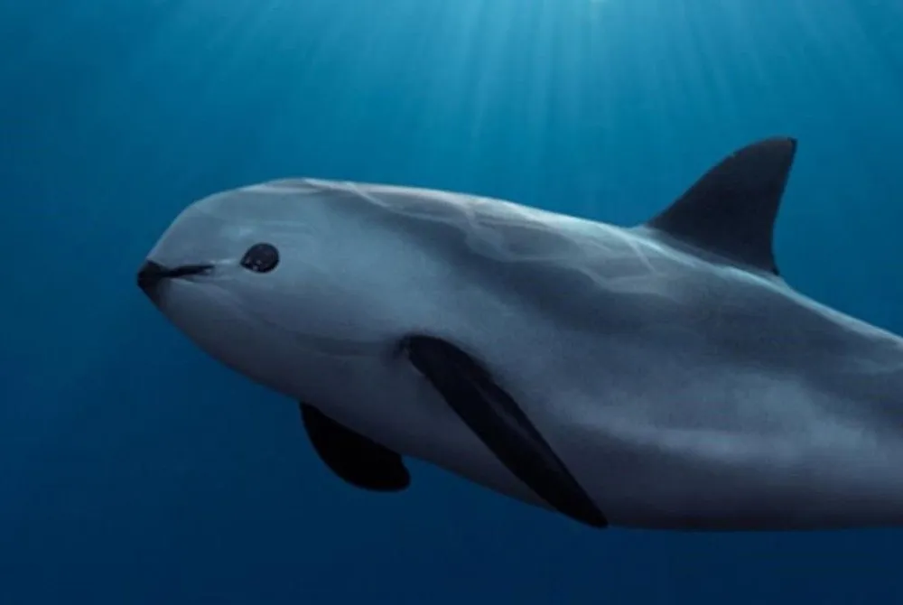 Vaquita 1 Vaquitas are dark gray along the back and light gray on the underside