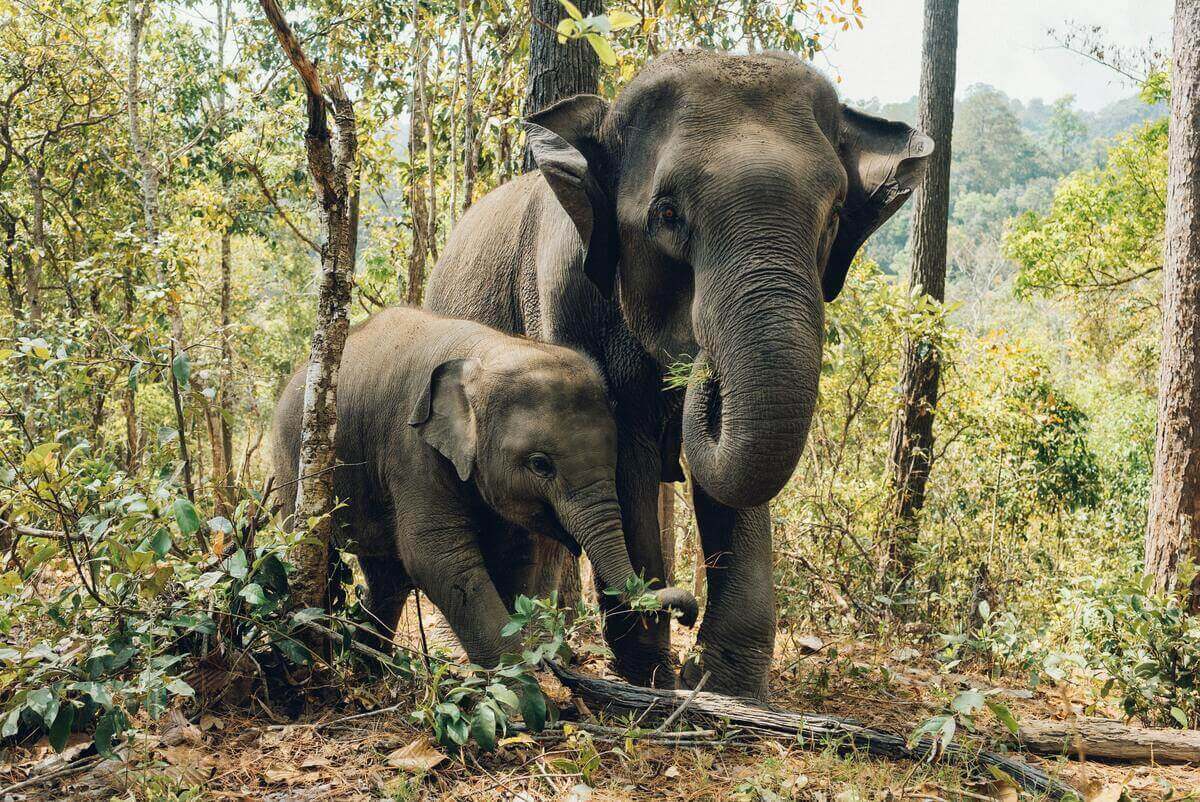 Asian elephants