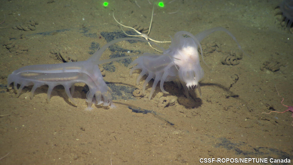 Sea pig 1 Sea pigs have a unique reproductive system, with both males and females having a single gonad