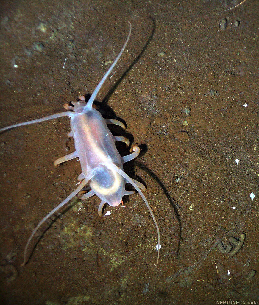 Sea pig on the ocean floor Sea pigs act like vacuum cleaners on the ocean floor