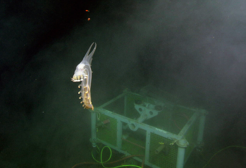 Sea pig floating Sea pigs can use their tentacles for walking or swimming, as well as to sense their surroundings