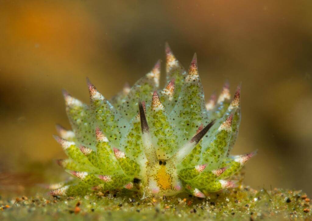 Sea sheep 2 Costasiella kuroshimae 19080120525 2