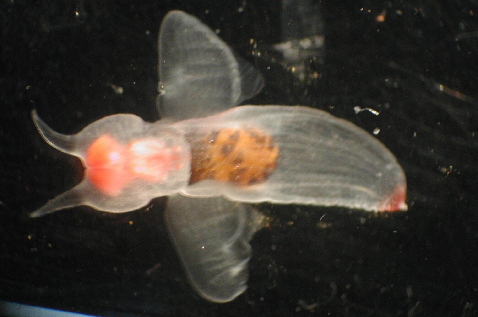 Clione limacina, a shell-less cold water gastropod.