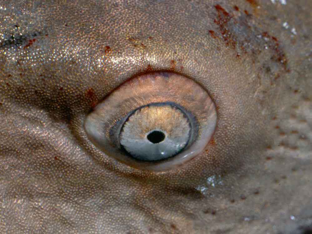 Sand shark 1 The eyes of the sand tiger shark are small, lacking eyelids.