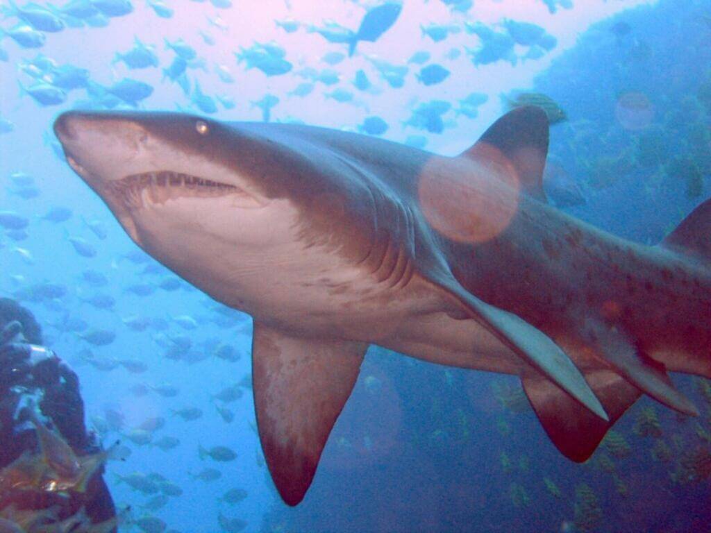 A sand shark and its countershading A sand shark and its countershading