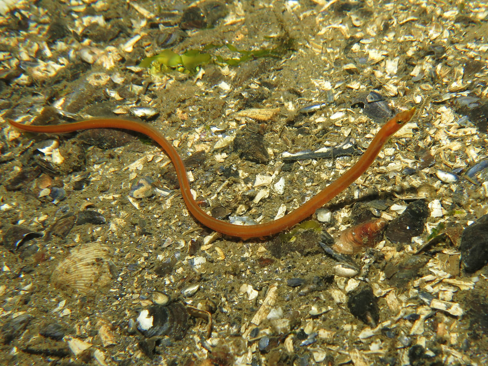 Quillfish Appearance, Facts, Habitat, and More Ocean Info