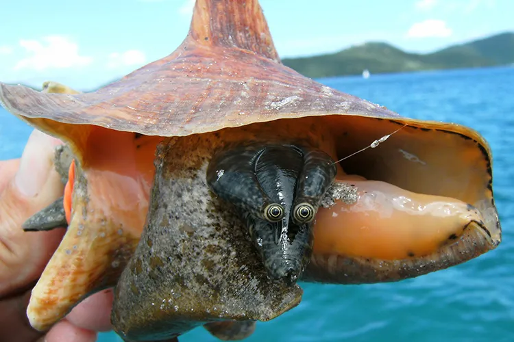 Sea snail 2 A queen conch peers out of its shell to examine the environment.