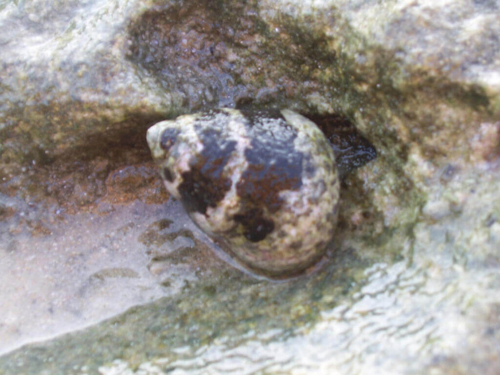 They seek hard surfaces, such as rocks, to occupy They seek hard surfaces, such as rocks, to occupy