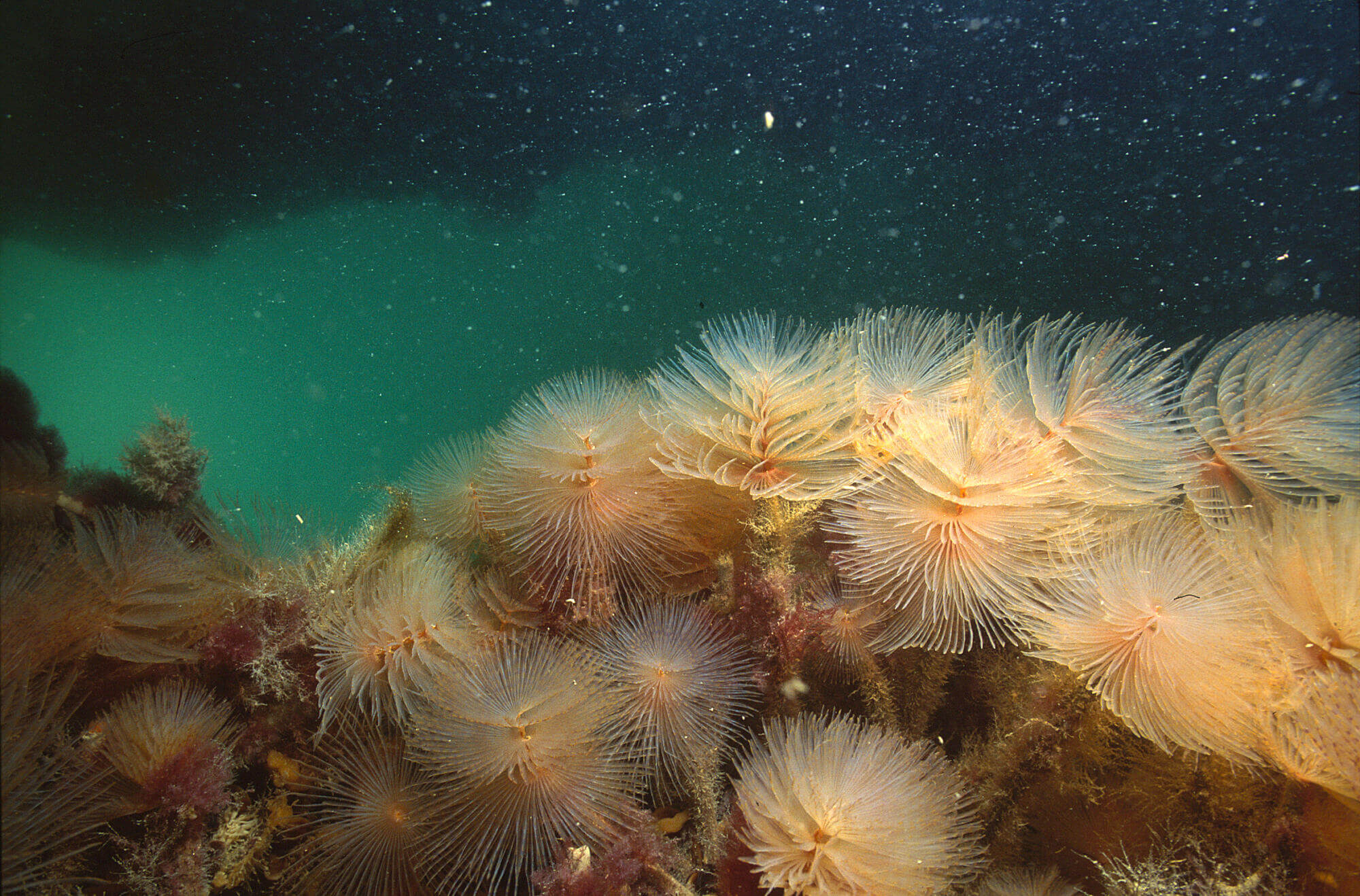 Fan worm attached to a solid surface A large female fan worm can produce upwards of 50,000 eggs