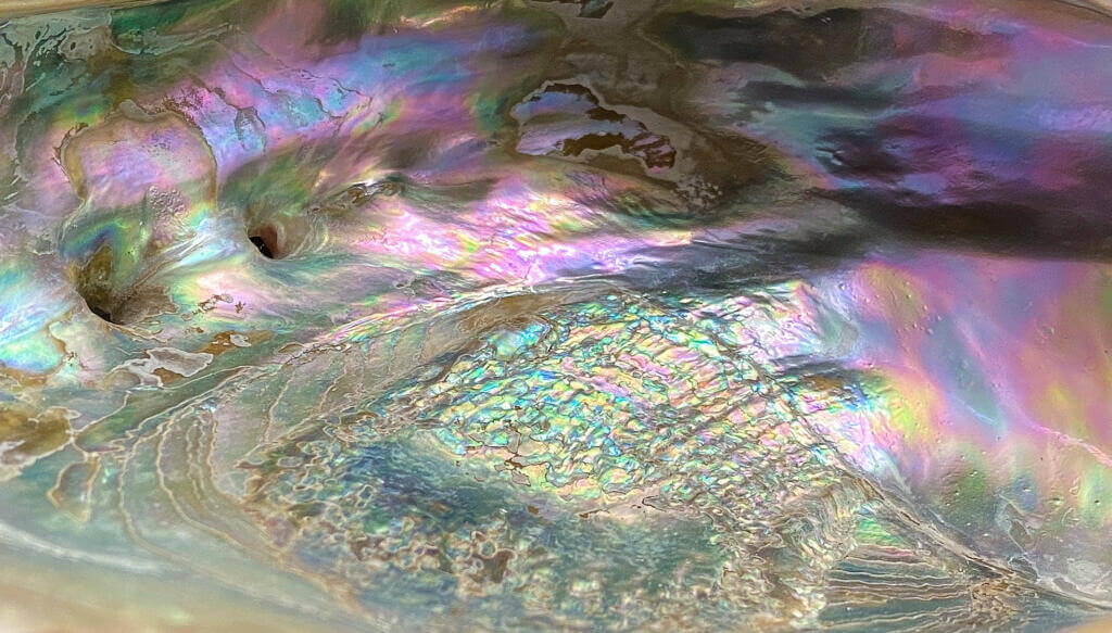 Close-up of an abalone shell that looks otherworldly