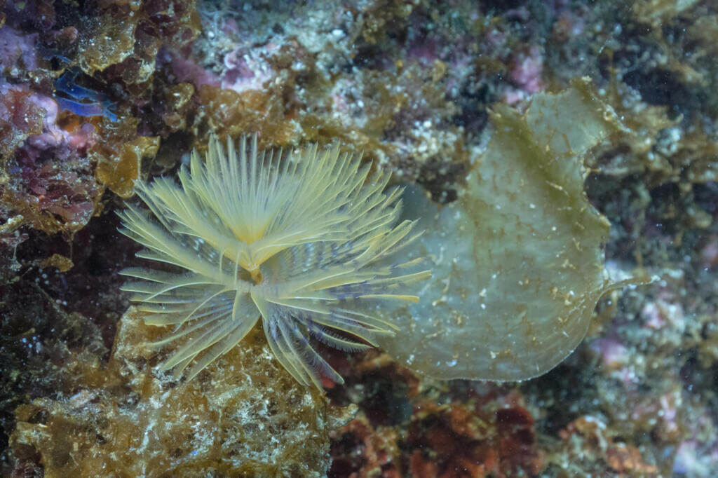 White fan worm The colour of the fan worm's tentacles varies