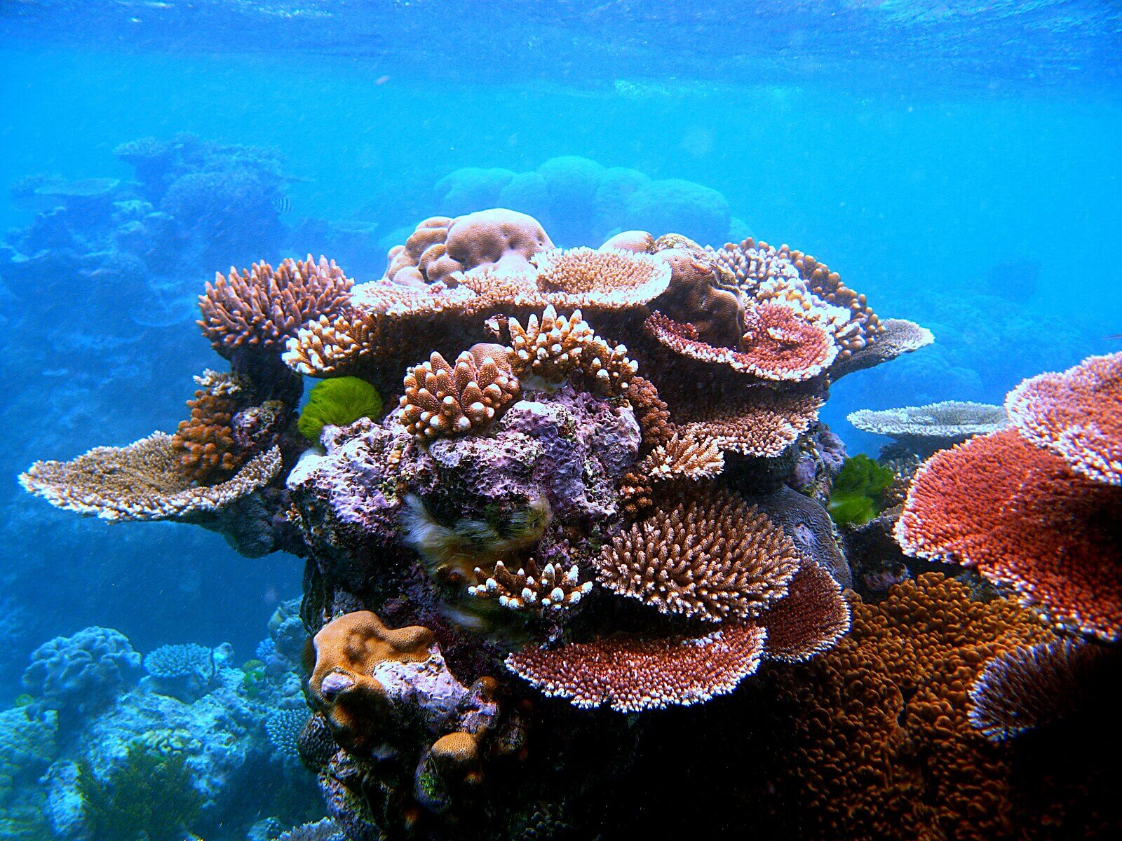 We can do simple things that reduce our carbon footprint and protect marine life