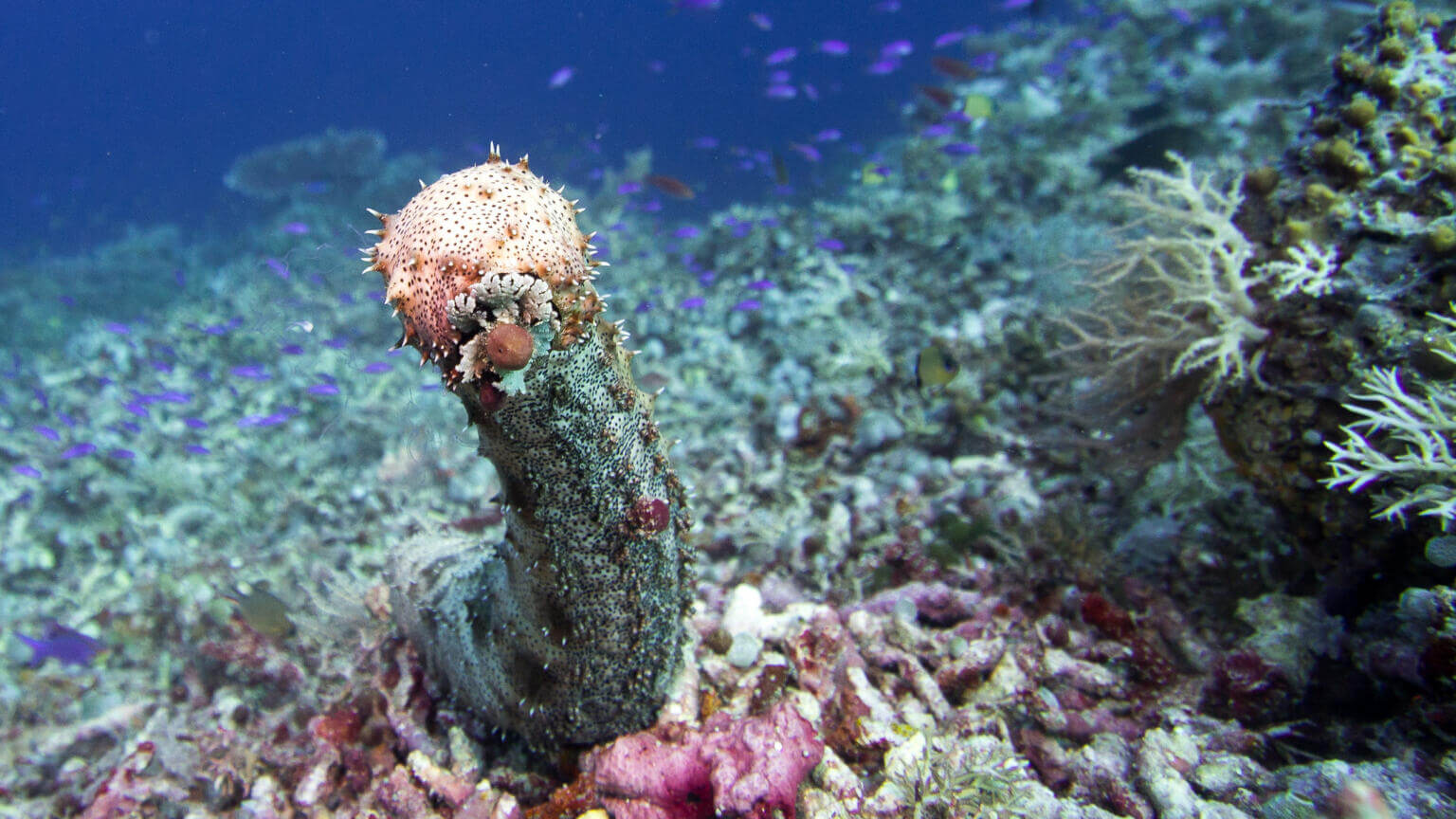 Holoth Sea Cucumber (Holothuroidea) - Ocean Info