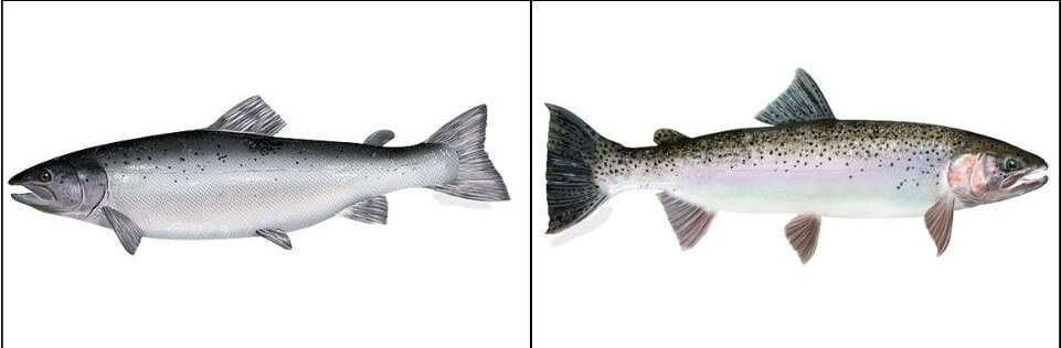Salmon (left) vs Steelhead trout (right) Visual Comparison