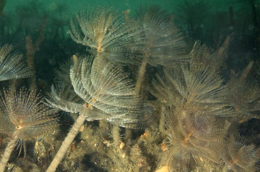 Multiple fan worms The presence of fan worms in an area can alter water flows and sedimentation