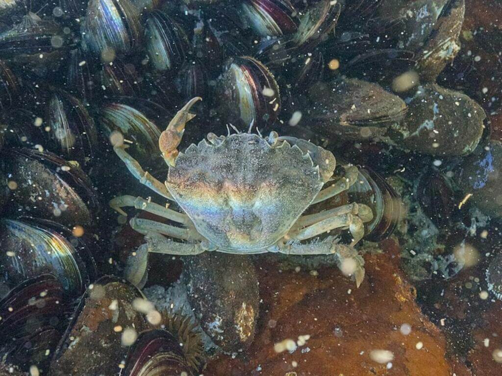 Velvet crab underwater