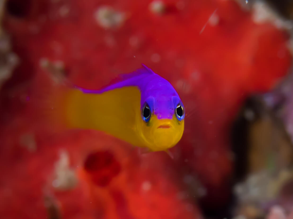 Bright dottyback Dottybacks are bright in color and have an aggressive temperament