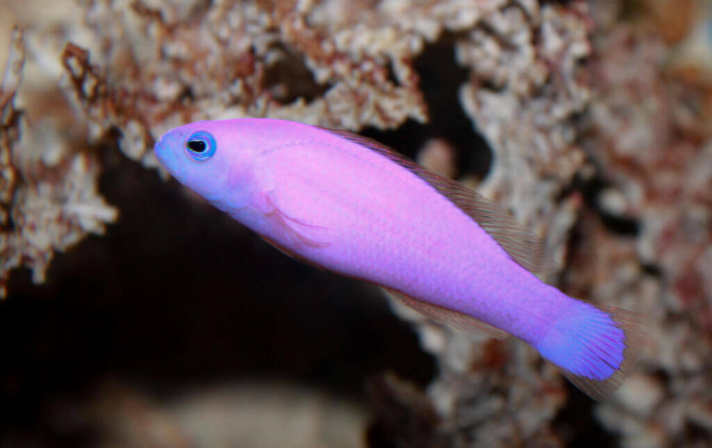 Purple dottyback Dottyback is a very common fish on coral reefs
