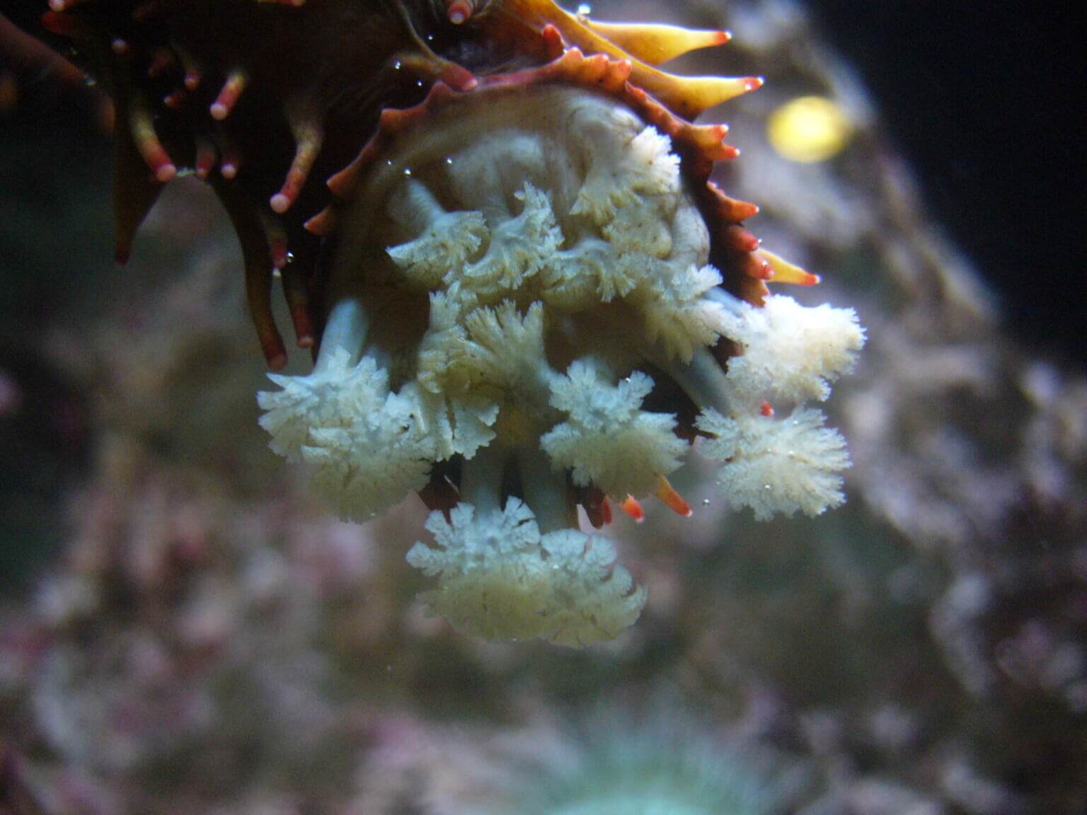 Holoth Sea Cucumber (Holothuroidea) - Ocean Info