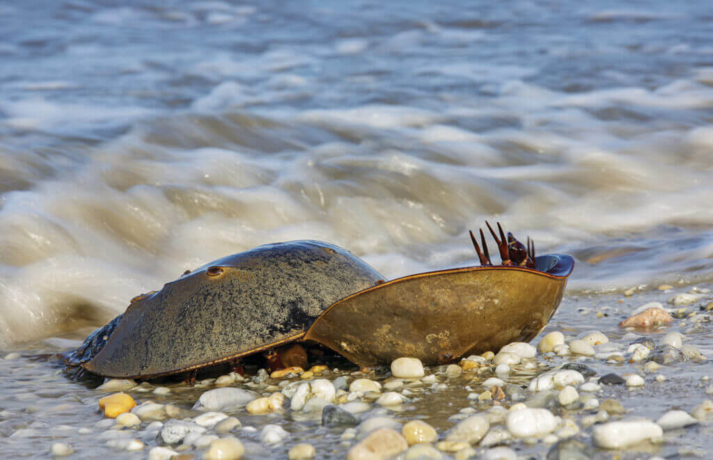 Xiphosura on its back The xiphosura are commonly known as horseshoe crabs because the front part of their bodies is horseshoe-shaped.