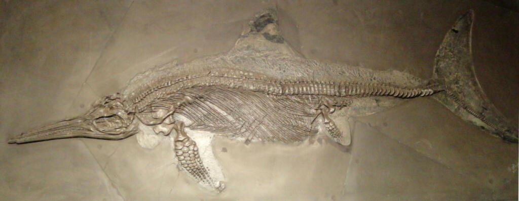 A holzmaden ichthyosaur in which the preparator found organic remains in the position of the dorsal fin