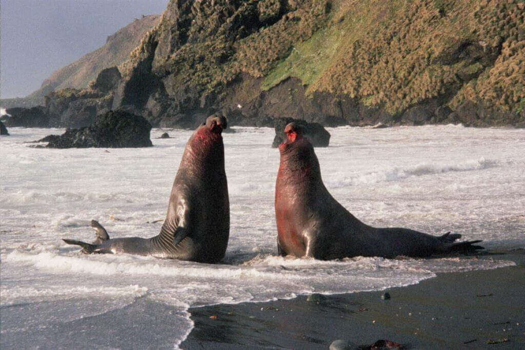 The male elephant seal uses its proboscis to produce extraordinarily loud roaring noises
